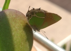 Callophrys xami