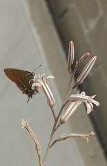 Callophrys xami