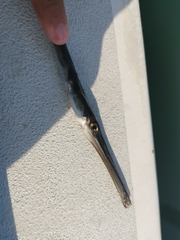 Fistularia commersonii