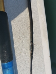 Fistularia commersonii