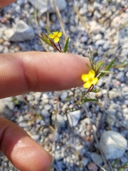 Camissonia contorta