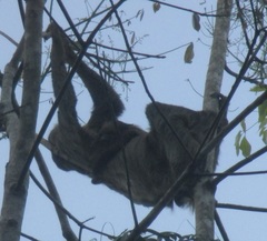 Choloepus didactylus