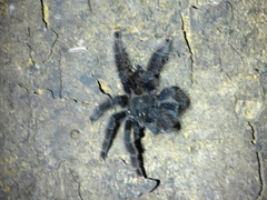 Avicularia juruensis