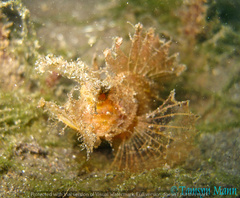 Pteroidichthys amboinensis