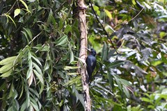 Melanerpes portoricensis