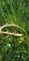 Phyllomydas quercus