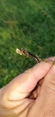 Phyllomydas quercus
