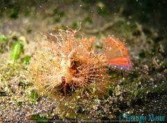 Pteroidichthys amboinensis