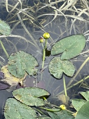 Nuphar advena