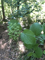 Viburnum scabrellum