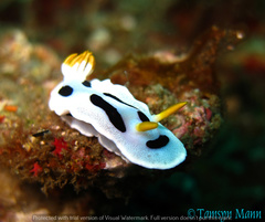 Chromodoris alcalai