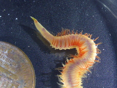 Marphysa