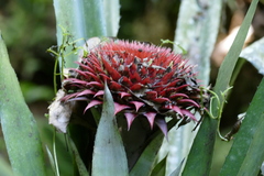 Karawata saxicola