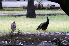 Pavo cristatus