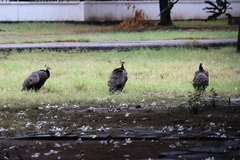 Pavo cristatus