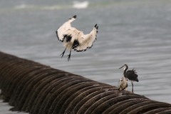 Threskiornis aethiopicus