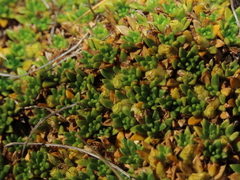 Azorella monantha