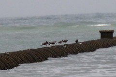 Ichthyaetus hemprichii