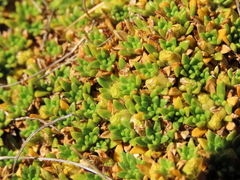 Azorella monantha