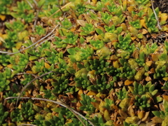 Azorella monantha