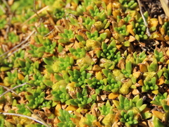 Azorella monantha