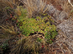 Azorella monantha