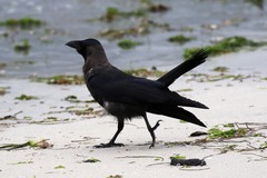 Corvus splendens