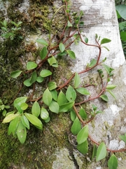 Peperomia glabella