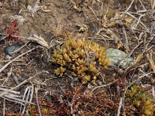 Image of Colobanthus subulatus by (c) Nicolás Lavandero, some rights reserved (CC BY)