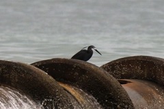 Egretta garzetta dimorpha