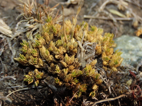 Image of Colobanthus subulatus by (c) Nicolás Lavandero, some rights reserved (CC BY)