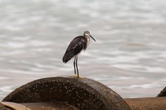 Egretta garzetta dimorpha