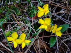 Hypericum suffruticosum