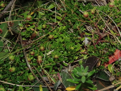 Baccharis magellanica