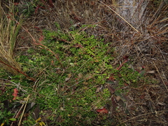 Baccharis magellanica