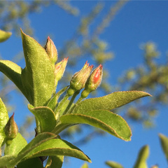 Malus sargentii