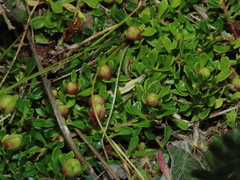 Baccharis magellanica