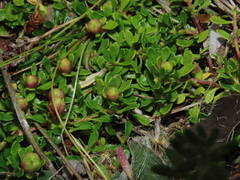 Baccharis magellanica