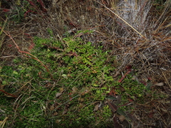 Baccharis magellanica