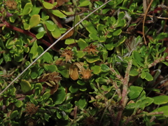 Baccharis magellanica