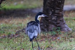 Ardea melanocephala