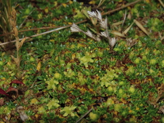 Azorella monantha