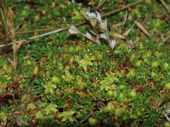 Azorella monantha
