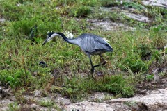 Ardea melanocephala