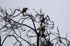 Threskiornis aethiopicus