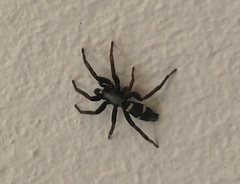 Sergiolus columbianus