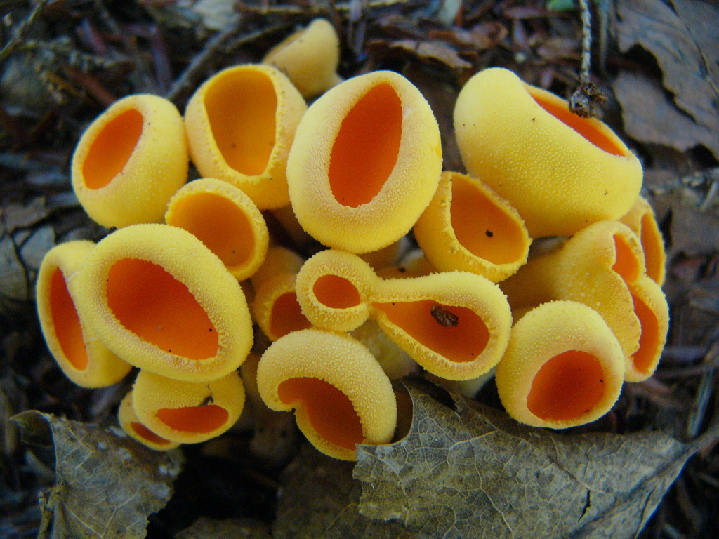 Pyronemataceae