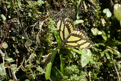 Philaethria wernickei
