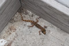 Western Leaf-Toed Gecko photo 5