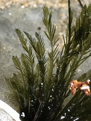 Bryopsis corticulans
